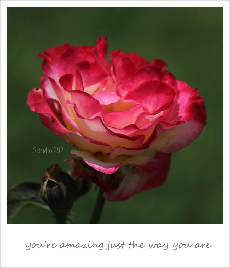 Love Notes ~ Say It With Roses – Sttudio292